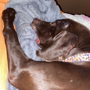 Meet your Posher, Bailey